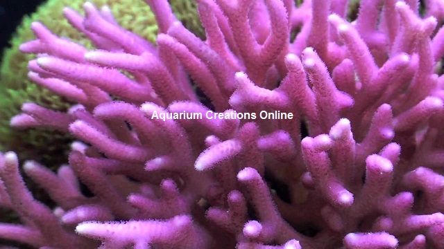 Picture of Bright Pink Birdnest Coral, Seriatopora hystrix
